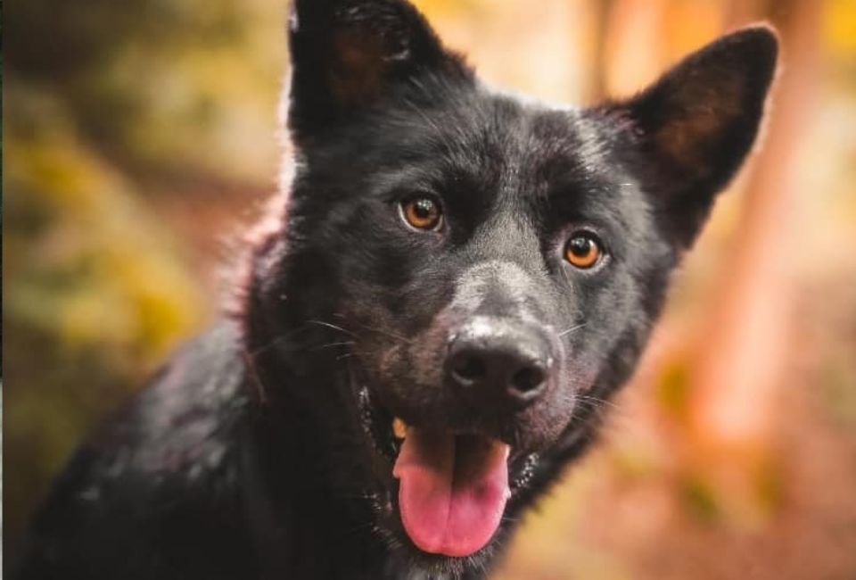 Physical Attributes: The Wolf-Fox Hybrid Look