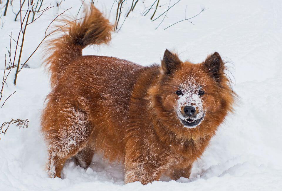 Physical Characteristics of Siberian Husky Mix Chow Chow