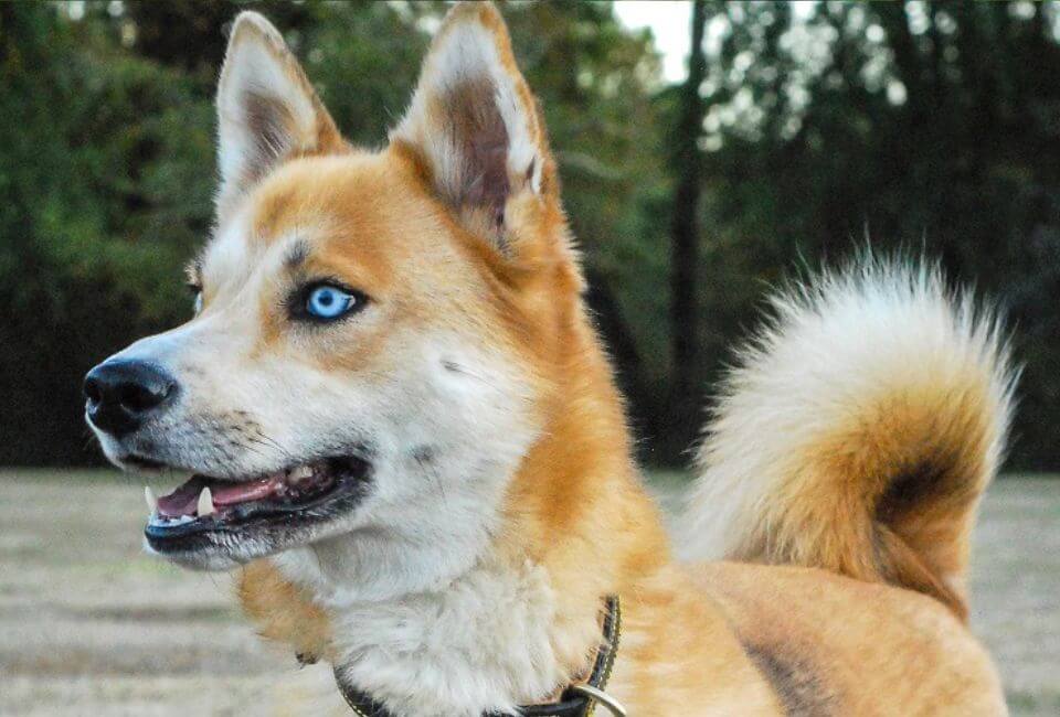 Shiba Husky Temperament and Personality