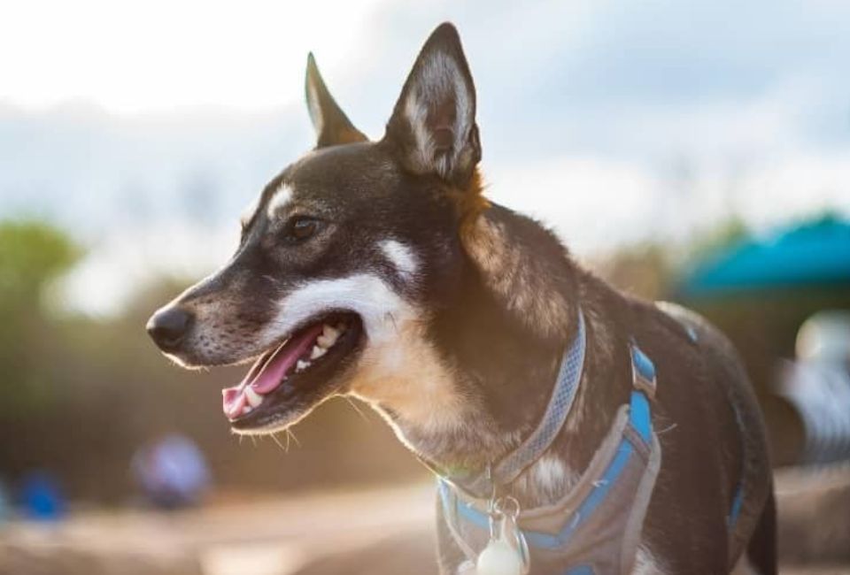 Shiba Husky Training and Socialization