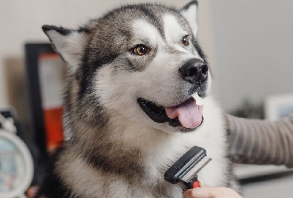 Siberian Husky Care