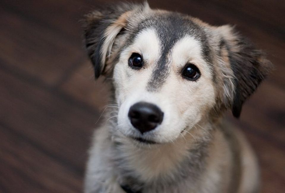Siberian Husky Golden Retriever Mix Care