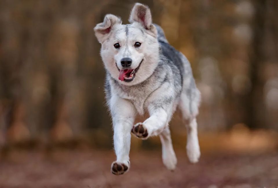 Siberian Husky Golden Retriever Mix Health Considerations