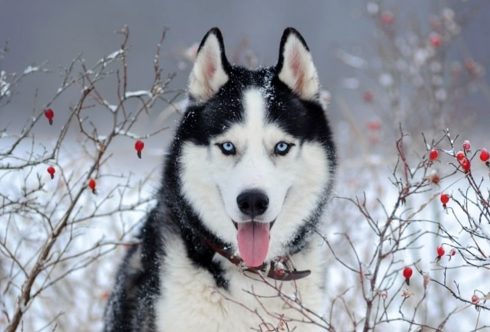 Siberian Husky Health
