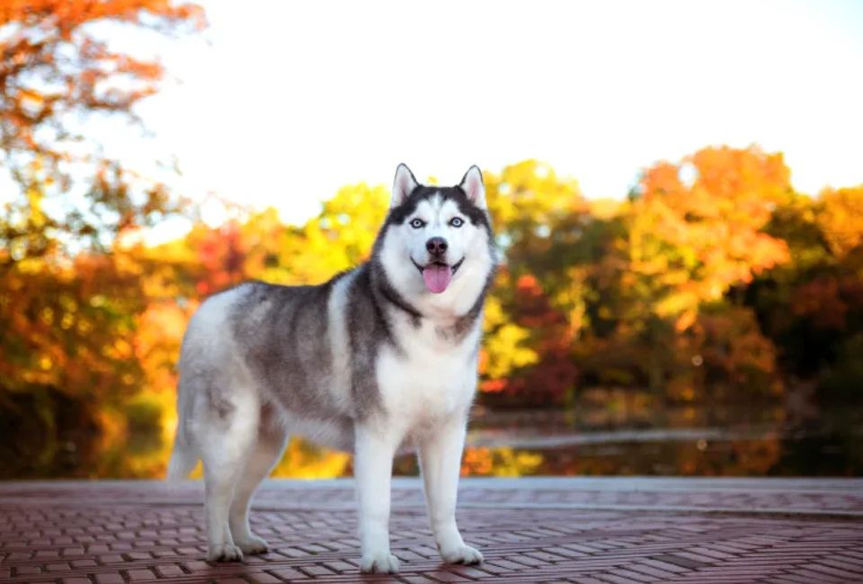 Siberian Husky History: From Arctic Origins to Modern Companions