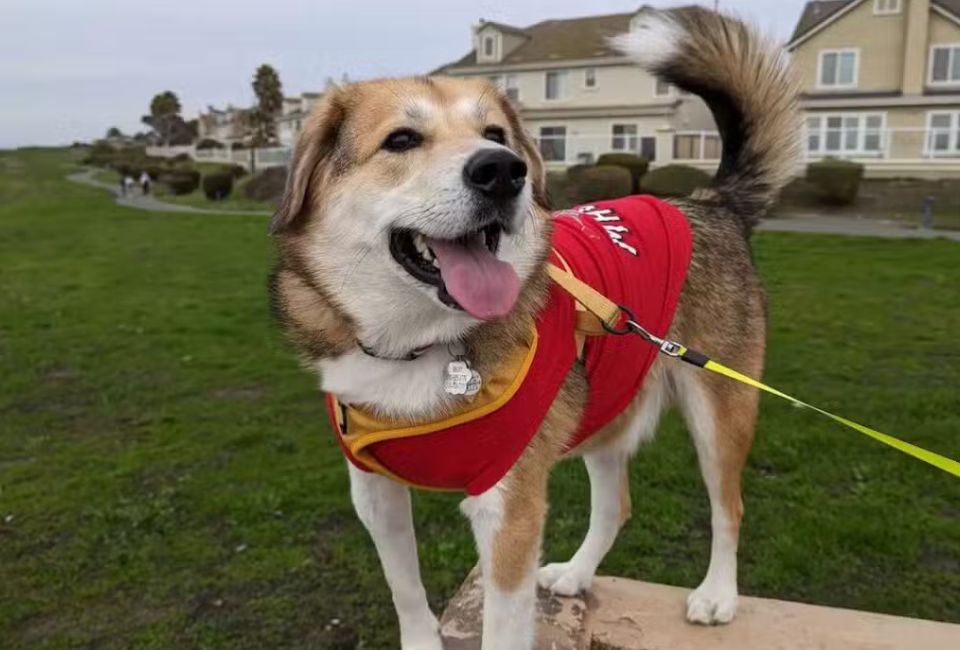 Siberian Husky and Beagle Mix​ Appearance