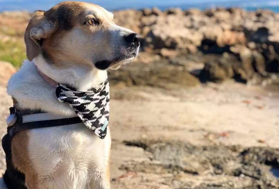 Siberian Husky and Beagle Mix​ History & Origin