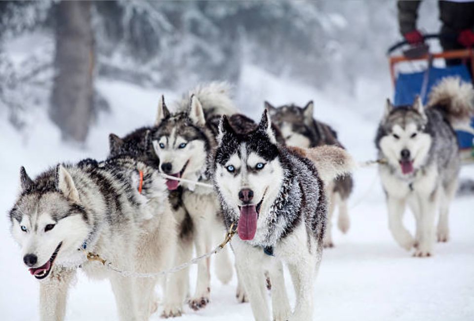 Siberian Husky and Family