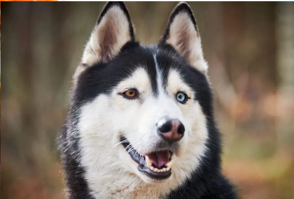 Size, Appearance, and Coat of Siberian Husky
