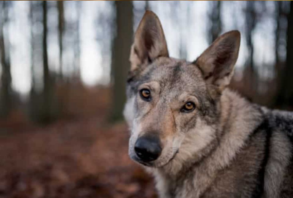 Temperament and Behavior of Siberian Husky Wolf Mix