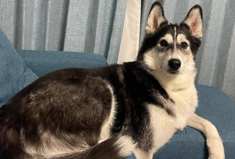 Temperament of Siberian Husky Border Collie Mix