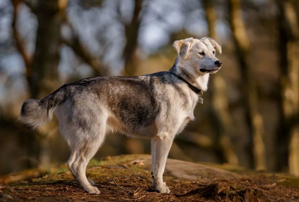 Temperament of Siberian Husky Golden Retriever mix