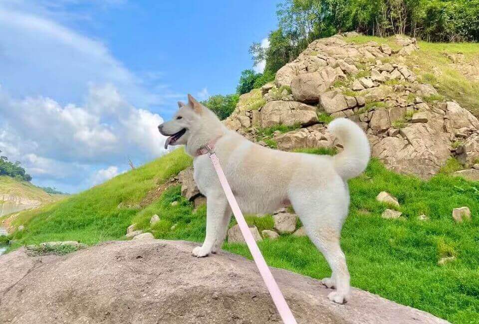 The Birth of the Siberian Husky Mix Chow Chow