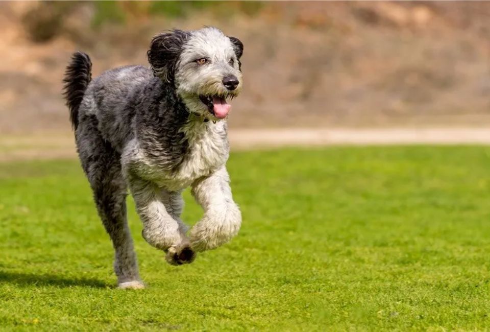 The Diverse Appearance of the Siberian Husky Poodle Mix