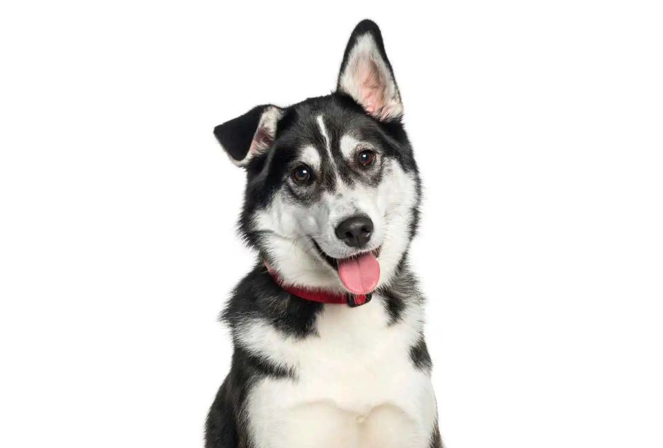 The Labsky in the Family: Compatibility and Considerations