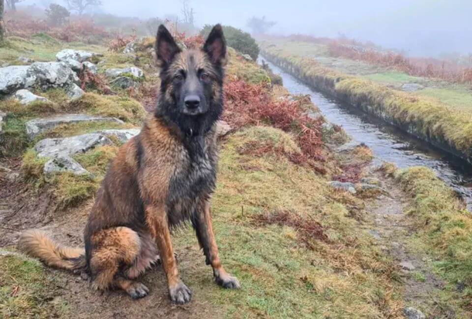 The Potential Health of Belgian Shepherds
