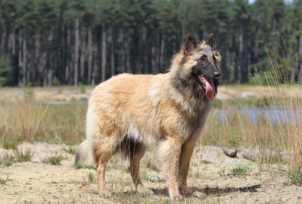 The Temperament of Belgian Shepherd