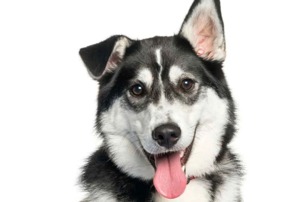 Tracing the Siberian Retriever's Roots: History and Origins