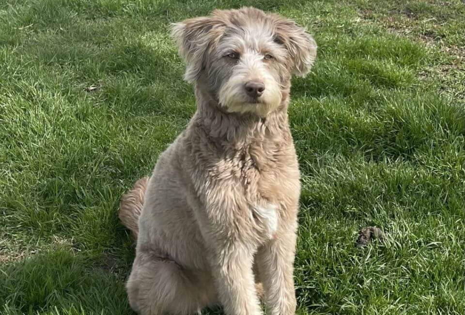 Training and Socialization Strategies for Siberian Husky Poodle Mix