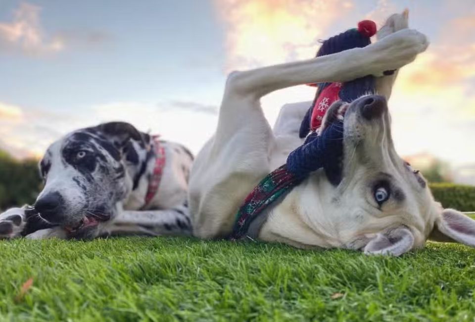 Training for Siberian Husky Great Dane Mix