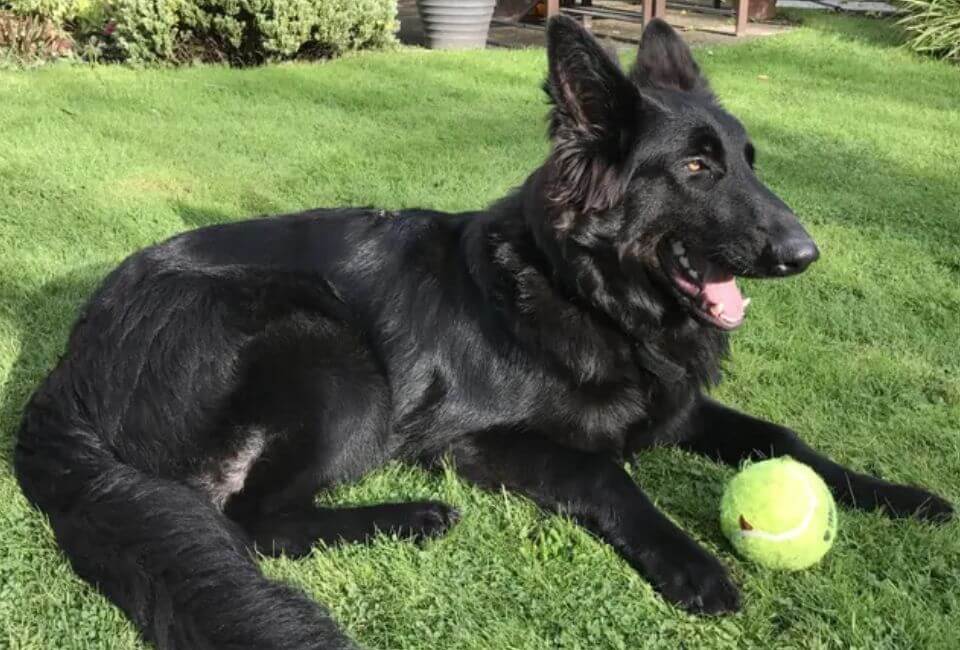 Training the Belgian Shepherd
