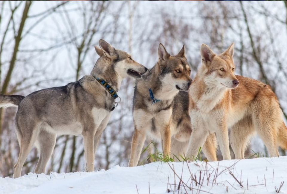 Understanding the Ancestry: Siberian Husky Wolf Mix