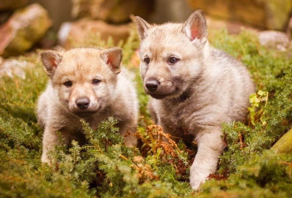 Wolf Dog Physical Characteristics