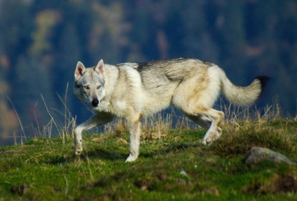 Wolf Dog Training and Socialization