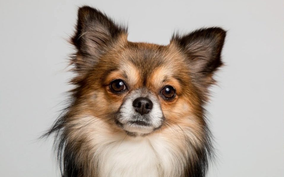 Distinguishing Features of Long Haired Chihuahuas