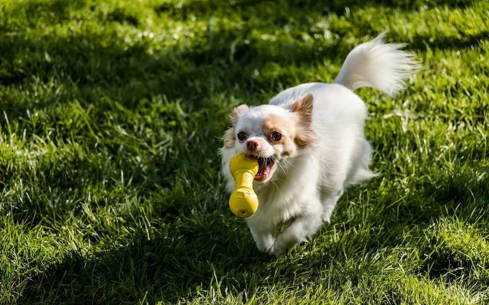Essential Care: Health, Grooming, and Exercise for Your Long-Haired Chi