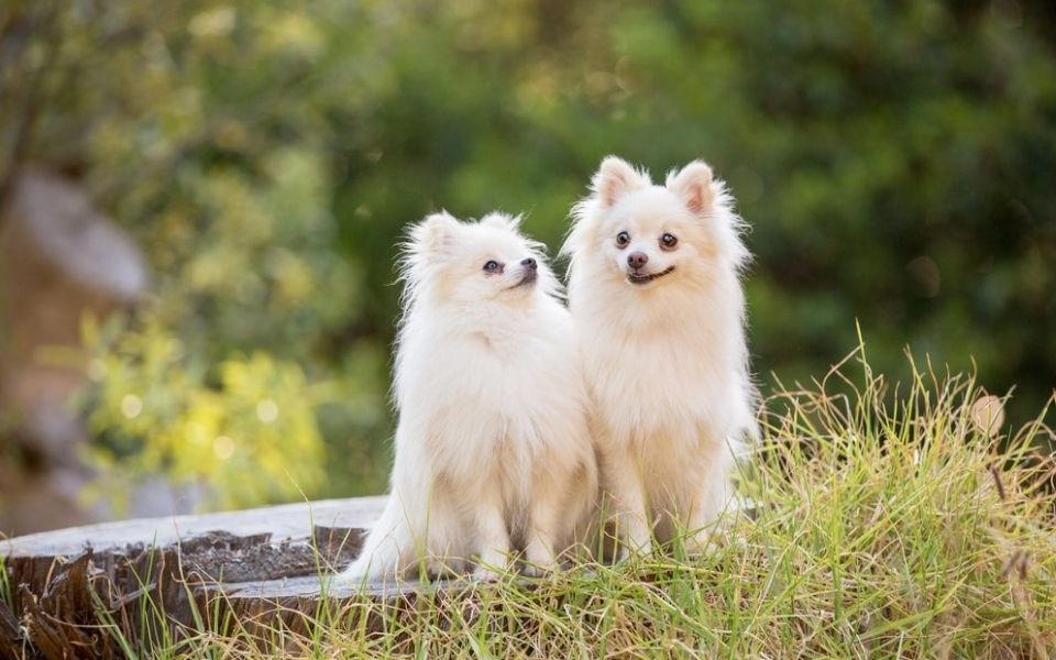 Nutritional Needs: Feeding Your Long-Haired Chihuahua for Optimal Health