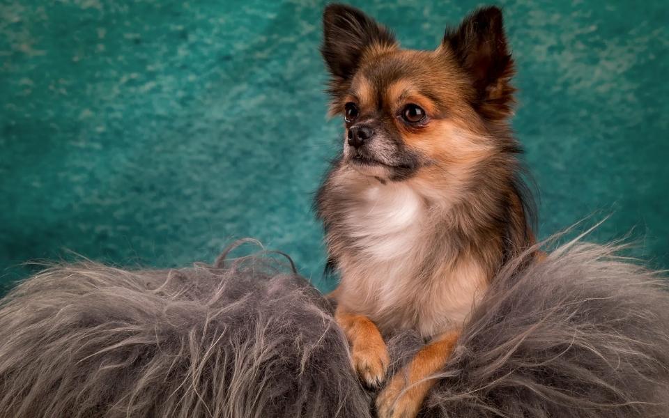 Selecting Your Long-Haired Chihuahua