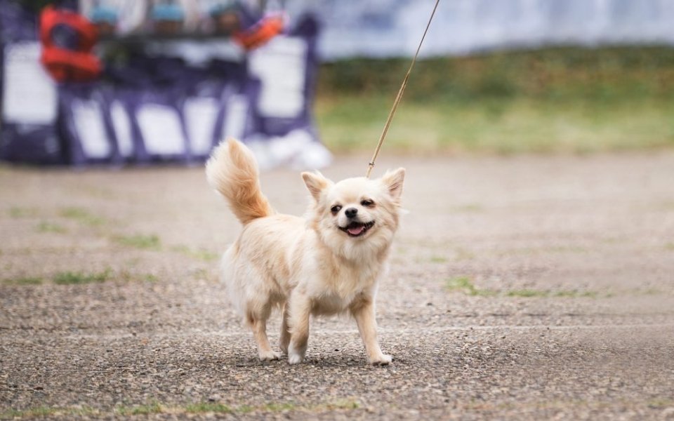 Temperament and Training of Long Haired Chihuahuas