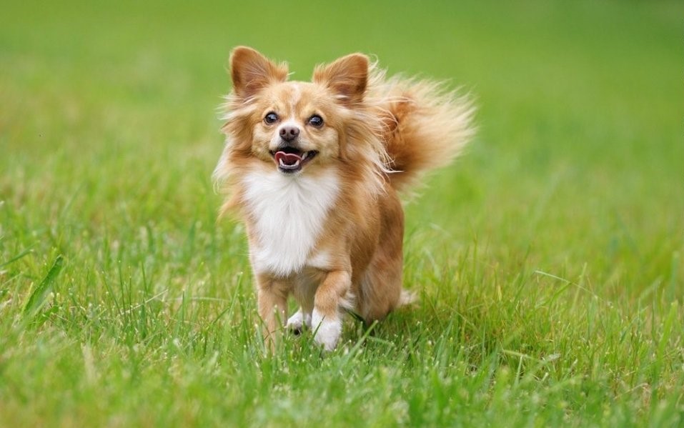 Unravelling the History of Long-Haired Chihuahuas