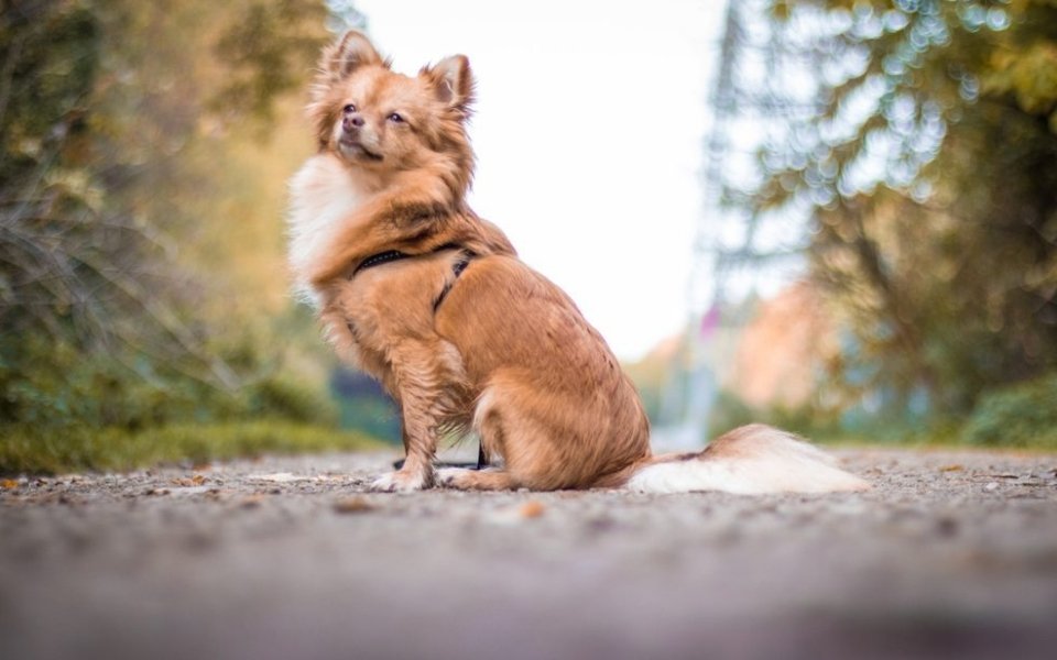 Care Essentials for Pomeranian Chihuahua Mix