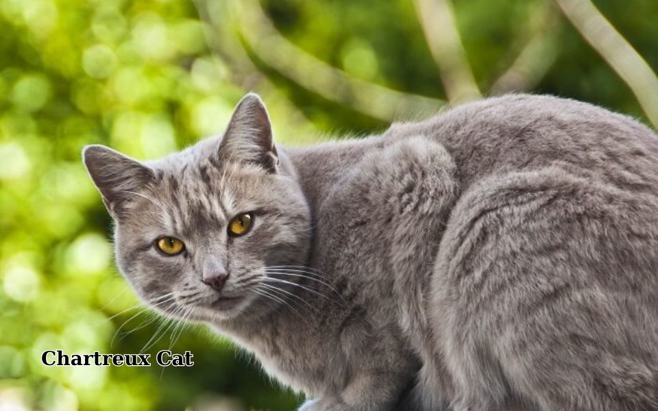 Chartreux-Cat