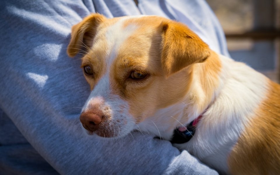 Corgi Chihuahua Mix Overview