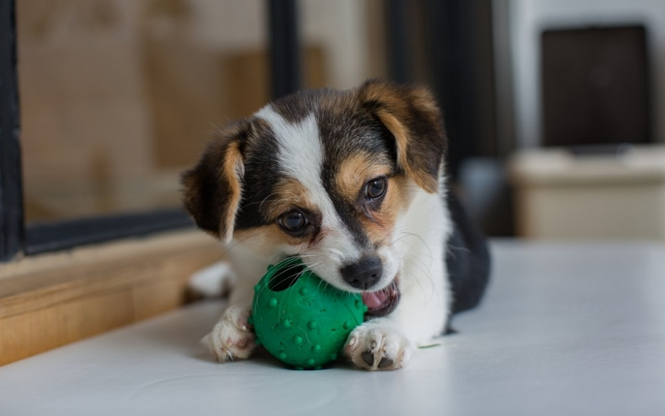 Health and Wellness of Corgi Chihuahua Mix