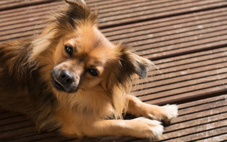 Optimizing the Living Environment for Pomeranian Chihuahua Mix