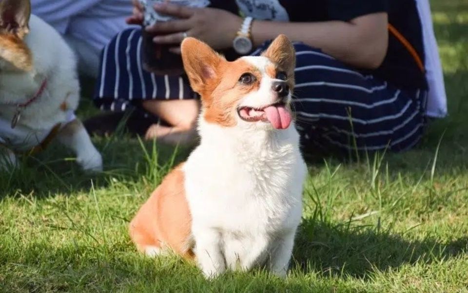 Physical Characteristics of the Corgi Chihuahua Mix