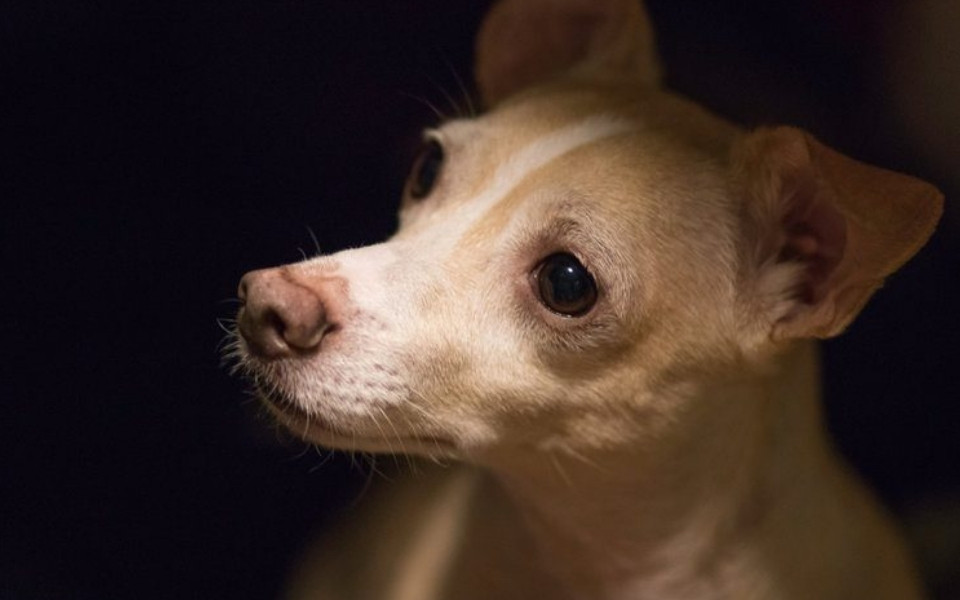 The Chigi's Compatibility with Children and Pets