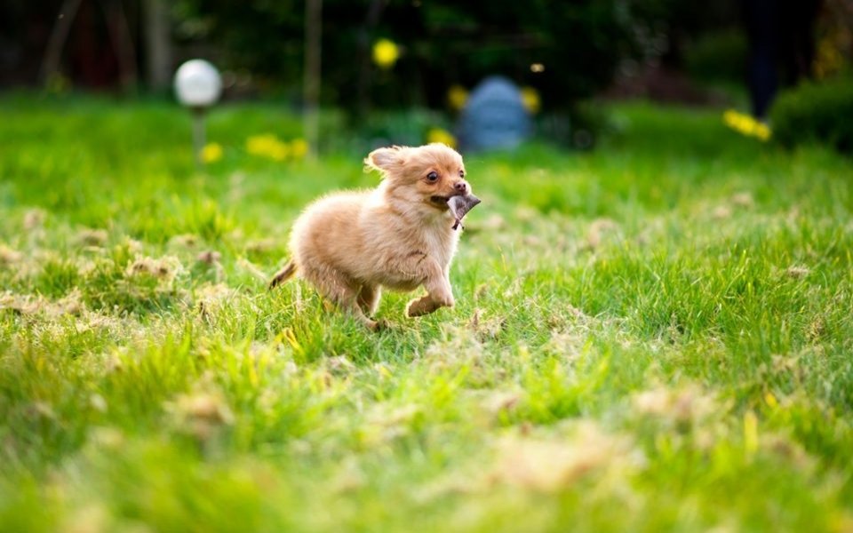 Understanding the Pomeranian Chihuahua Mix Physical Traits