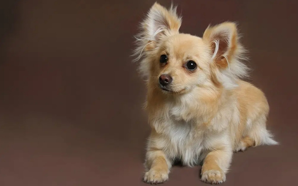 Unveiling the Pomeranian Chihuahua mix's Origins