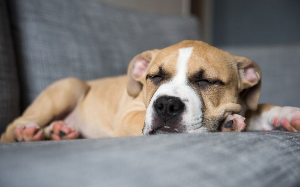american bulldog boxer mix