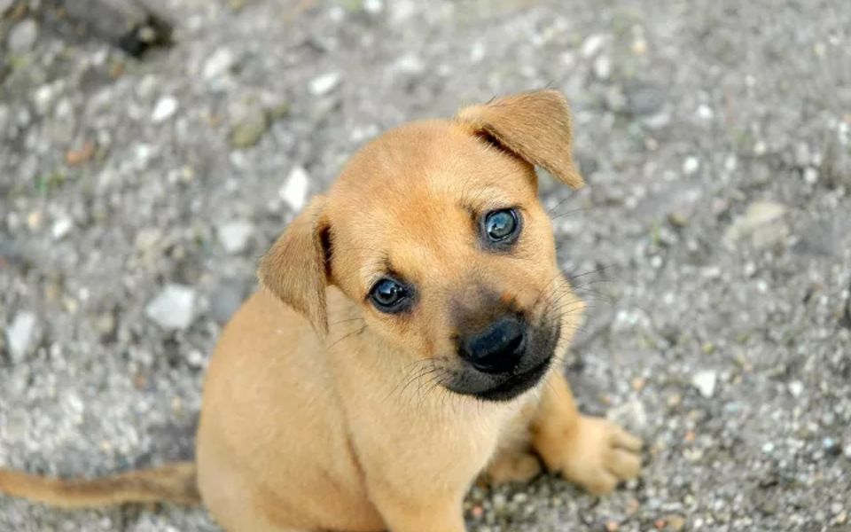 boxer-and-golden-retriever-mix