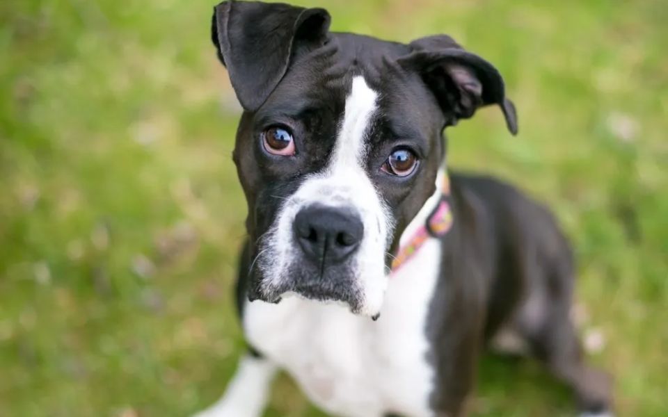 boxer-dog-breed