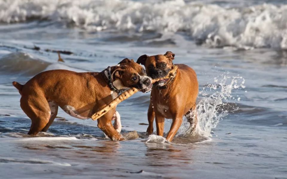 boxer dog lifespan