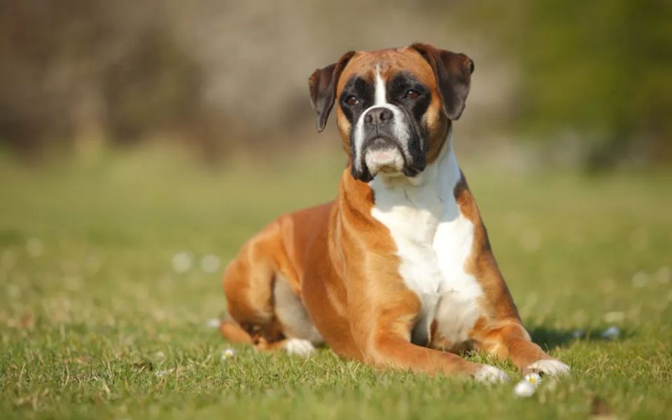 boxer dog