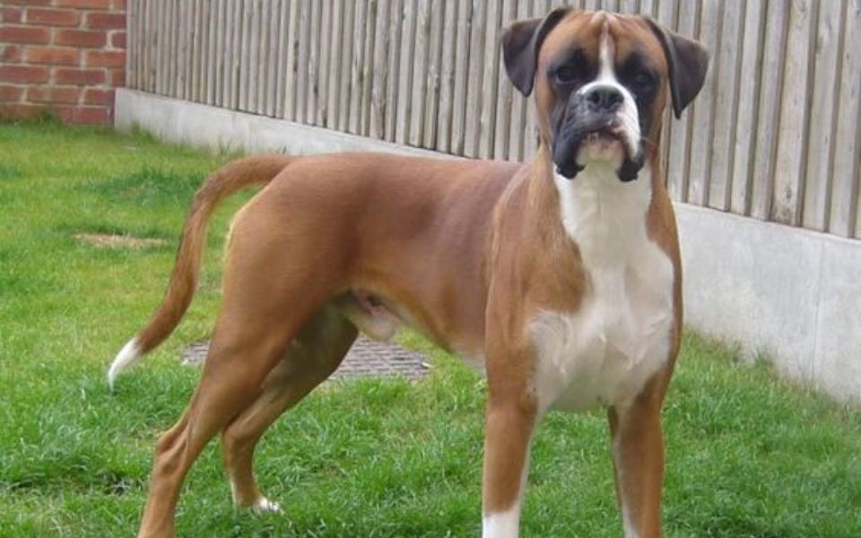 boxer great dane mix