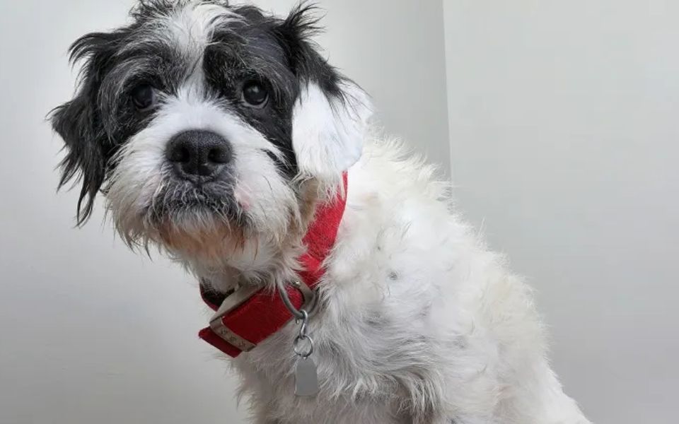 boxer mixed with poodle